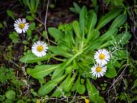 Asternartige Blüten am Wegrand